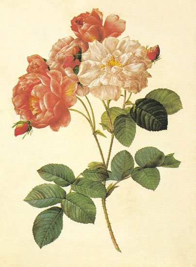 Compatible Blumen JAHRRIESNGE  for flowers-lpf06947 