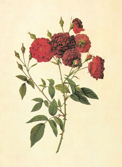 Compatible Blumen JAHRRIESNGE  for flowers-lpf06948 