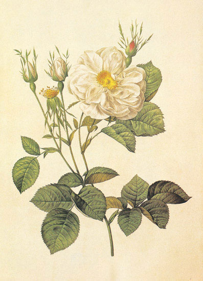 Compatible Blumen JAHRRIESNGE  for flowers-lpf06953 