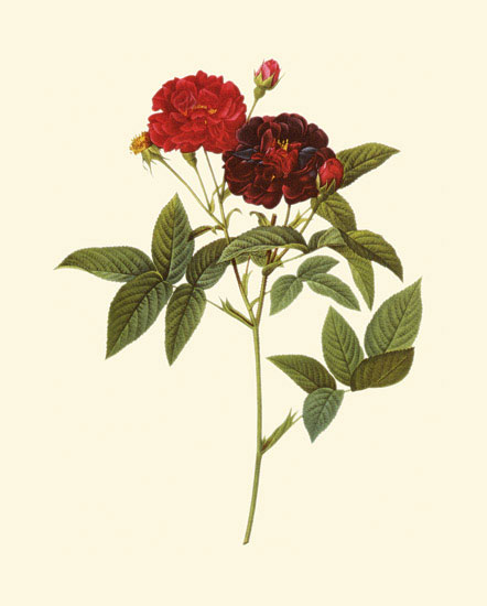 Compatible Blumen JAHRRIESNGE  for flowers-lpf06958 