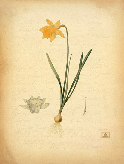 Compatible Blumen JAHRRIESNGE  for flowers-lpf06969 