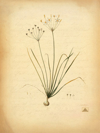 Compatible Blumen JAHRRIESNGE  for flowers-lpf06970 