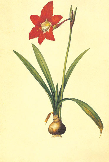 Compatible Blumen JAHRRIESNGE  for flowers-lpf06972 