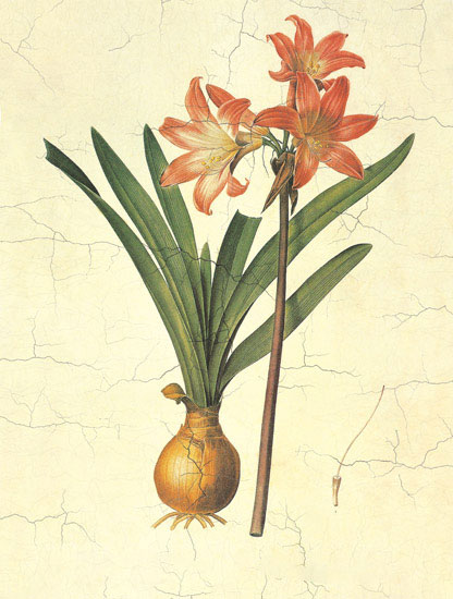 Compatible Blumen JAHRRIESNGE  for flowers-lpf06974 