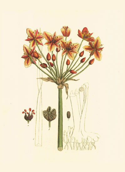 Compatible Blumen JAHRRIESNGE  for flowers-lpf06979 