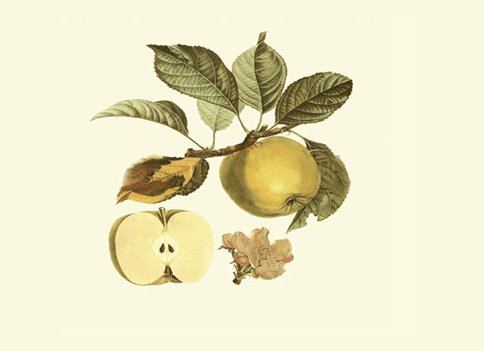 Compatible Blumen JAHRRIESNGE  for flowers-lpf06983 