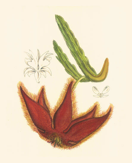 Compatible Blumen JAHRRIESNGE  for flowers-lpf06984 