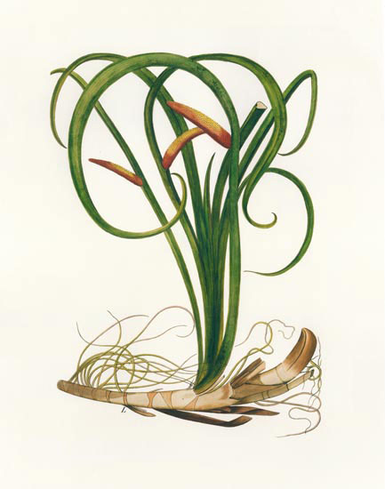 Compatible Blumen JAHRRIESNGE  for flowers-lpf06987 