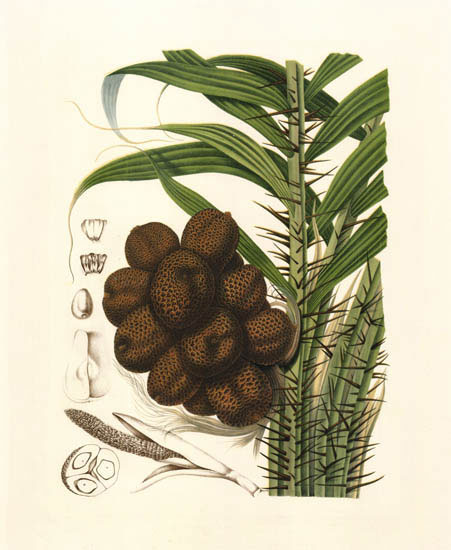 Compatible Blumen JAHRRIESNGE  for flowers-lpf06992 