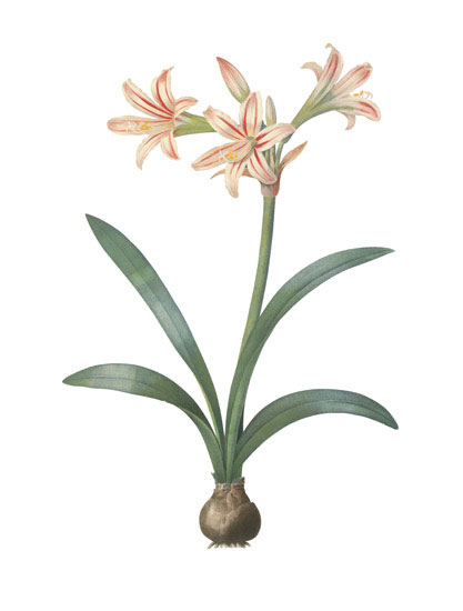 Compatible Blumen JAHRRIESNGE  for flowers-lpf07000 