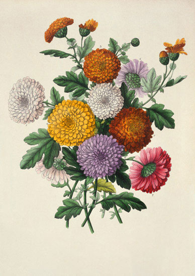 Compatible Blumen JAHRRIESNGE  for flowers-lpf07002 