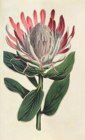 Compatible Blumen JAHRRIESNGE  for flowers-lpf07008 