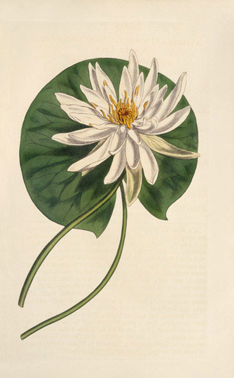 Compatible Blumen JAHRRIESNGE  for flowers-lpf07009 