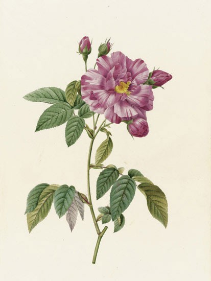 Compatible Blumen JAHRRIESNGE  for flowers-lpf07013 