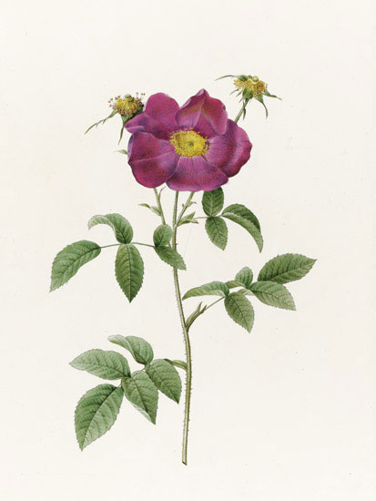 Compatible Blumen JAHRRIESNGE  for flowers-lpf07014 