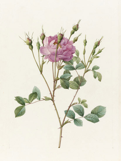 Compatible Blumen JAHRRIESNGE  for flowers-lpf07018 