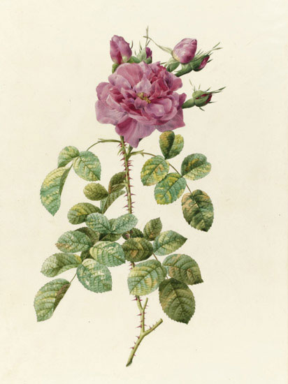 Compatible Blumen JAHRRIESNGE  for flowers-lpf07022 