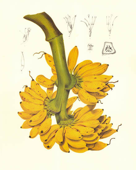 Compatible Blumen JAHRRIESNGE  for flowers-lpf07026 