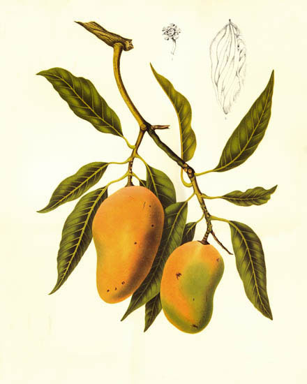 Compatible Blumen JAHRRIESNGE  for flowers-lpf07027 