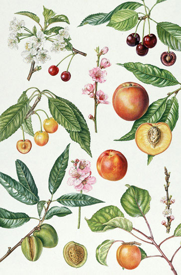 Compatible Blumen JAHRRIESNGE  for flowers-lpf07030 