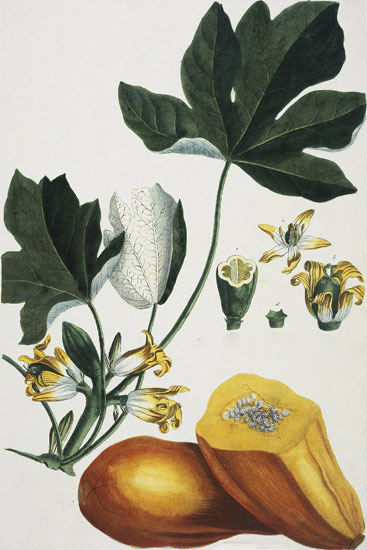 Compatible Blumen JAHRRIESNGE  for flowers-lpf07037 