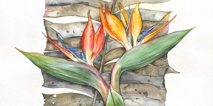 Compatible Blumen JAHRRIESNGE  for flowers-lpf07105 