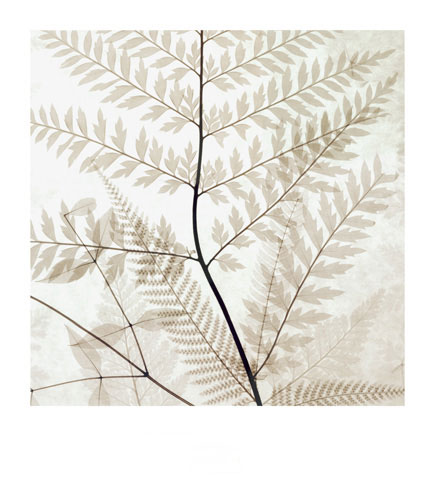 Compatible Blumen JAHRRIESNGE  for flowers-lpf07206 