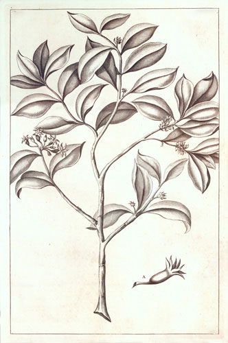 Compatible Blumen JAHRRIESNGE  for flowers-lpf07219 