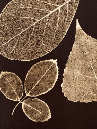 Compatible Blumen JAHRRIESNGE  for flowers-lpf07228 