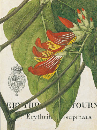 Compatible Blumen JAHRRIESNGE  for flowers-lpf07268 