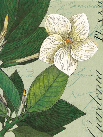 Compatible Blumen JAHRRIESNGE  for flowers-lpf07270 