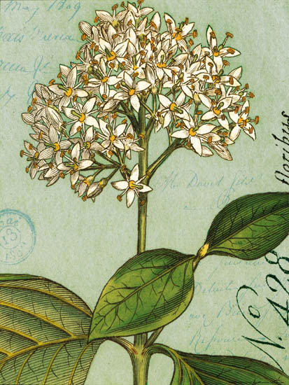 Compatible Blumen JAHRRIESNGE  for flowers-lpf07271 