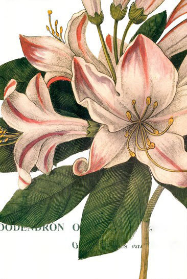 Compatible Blumen JAHRRIESNGE  for flowers-lpf07282 