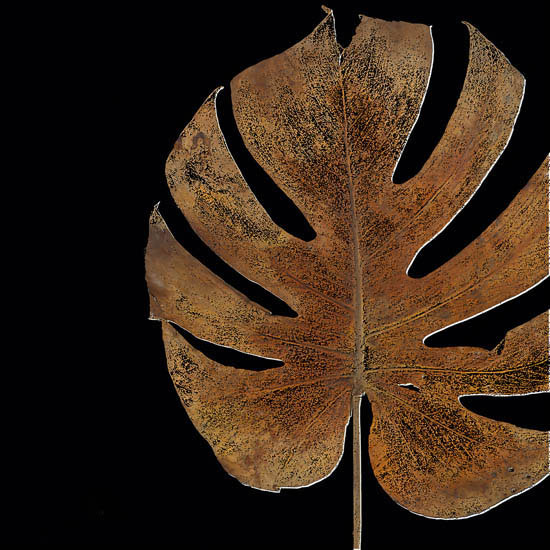 Compatible Blumen JAHRRIESNGE  for leaf-lpf07351 