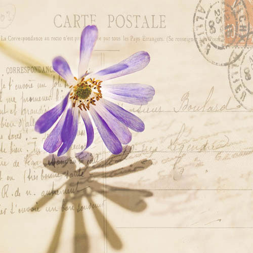 Compatible Blumen JAHRRIESNGE  for flowers-lpf07389 