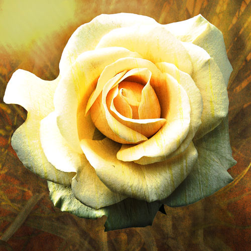 Compatible Blumen JAHRRIESNGE  for flowers-lpf07537 