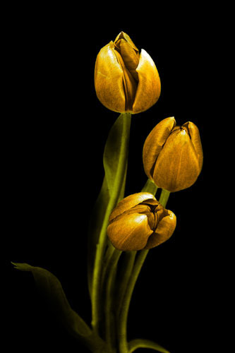 Compatible Blumen JAHRRIESNGE  for flowers-lpf07604 