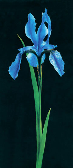 Compatible Blumen JAHRRIESNGE  for flowers-lpf07697 