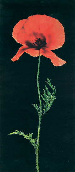 Compatible Blumen JAHRRIESNGE  for flowers-lpf07698 