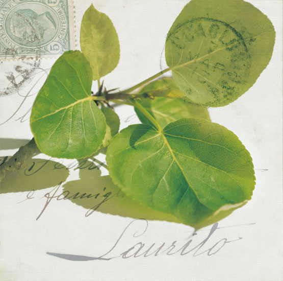 Compatible Blumen JAHRRIESNGE  for leaves lpf07936 