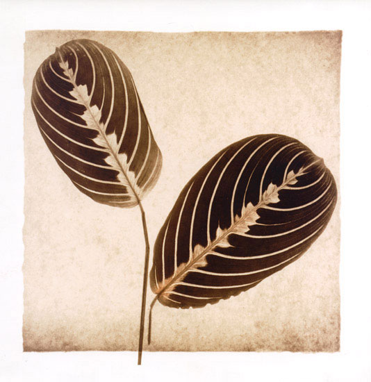 Compatible Blumen JAHRRIESNGE  for leaf lpf08072 