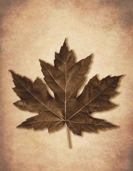 Compatible Blumen JAHRRIESNGE  for leaf lpf08077 