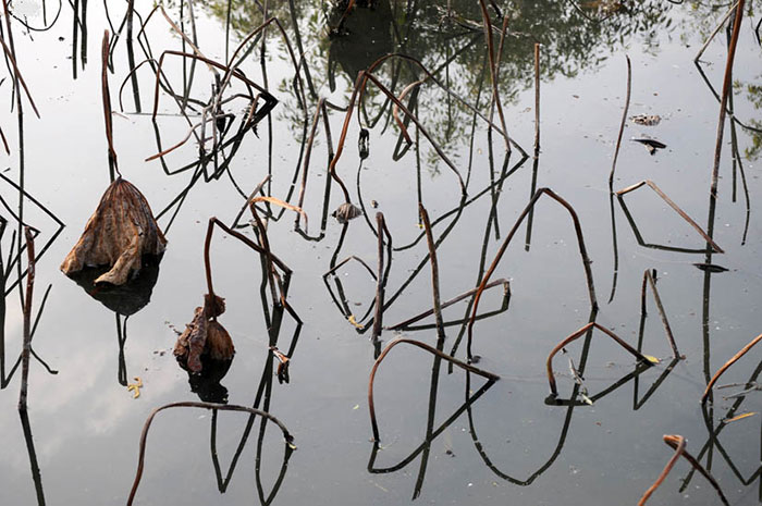 Compatible Landschaft JAHRRIESNGE  for lotus in winter lpf09205 