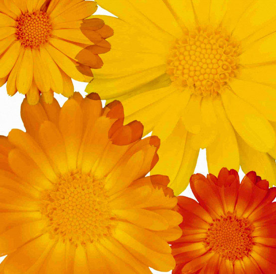 Compatible Blumen JAHRRIESNGE  for flowers lpf10082 