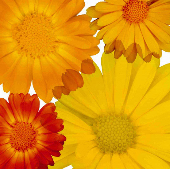 Compatible Blumen JAHRRIESNGE  for flowers lpf10083 