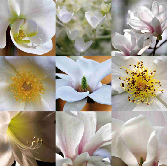 Compatible Blumen JAHRRIESNGE  for flowers lpf10160 