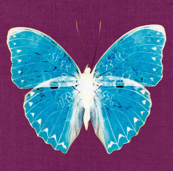 Compatible Tiere Jahrriesnge  for butterfly lpf10549 