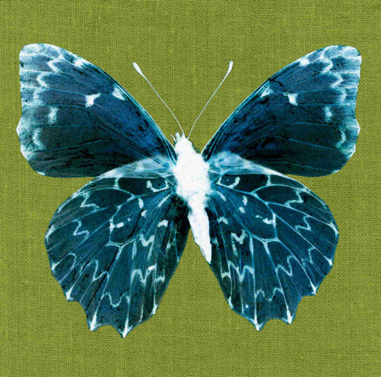 Compatible Tiere Jahrriesnge  for butterfly lpf10550 