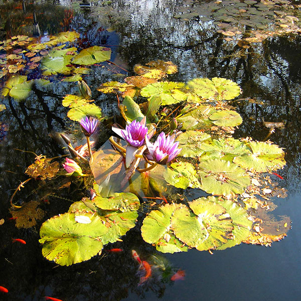 Compatible Stillleben Jahrriesnge  for flowers lpg2516 